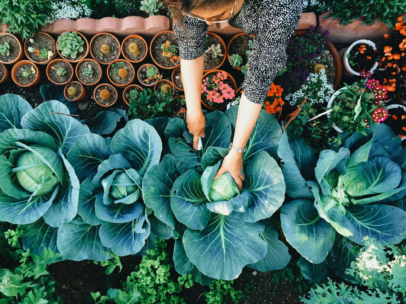 This is a picture of leafy greens which are high in antioxidants to prolong Botox | The Aesthetic Surgery Durham